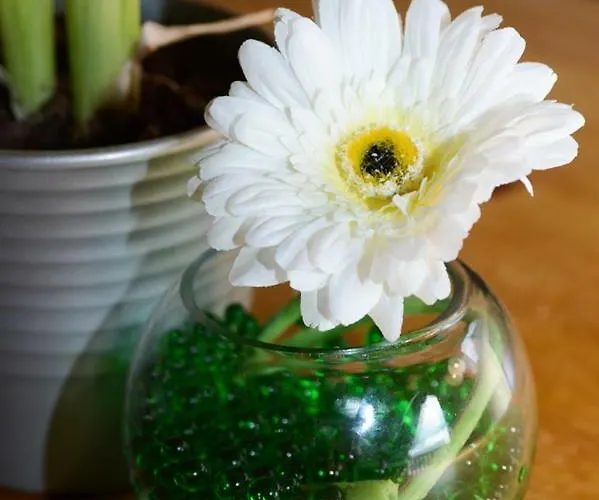 Canadian Fields بيت خشبي يورك