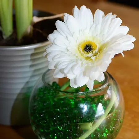 Canadian Fields 山林小屋 约克